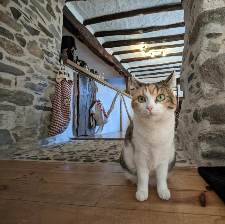 Chambres D'Hotes Les Chatougoulis Les Bordes-sur-Lez エクステリア 写真